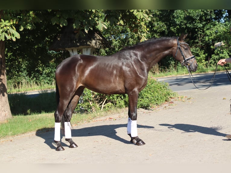 Hannover Giumenta 3 Anni 165 cm Baio in Selsingen