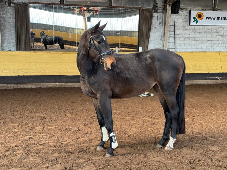 Hannover Giumenta 3 Anni 165 cm Baio scuro in Egestorf