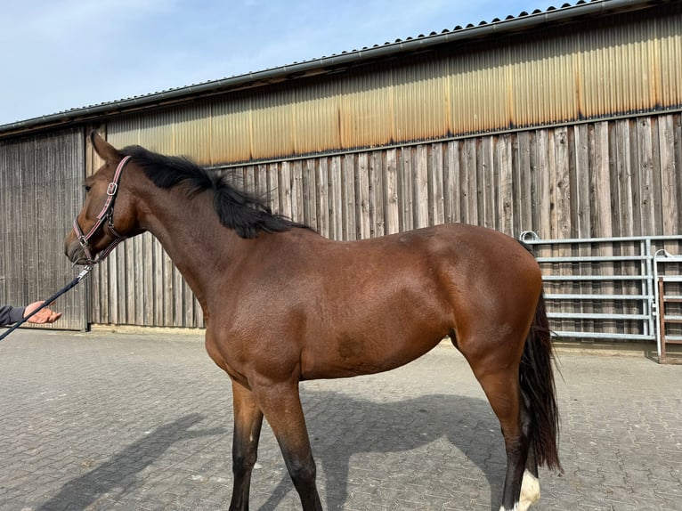 Hannover Giumenta 3 Anni 165 cm in Hockenheim