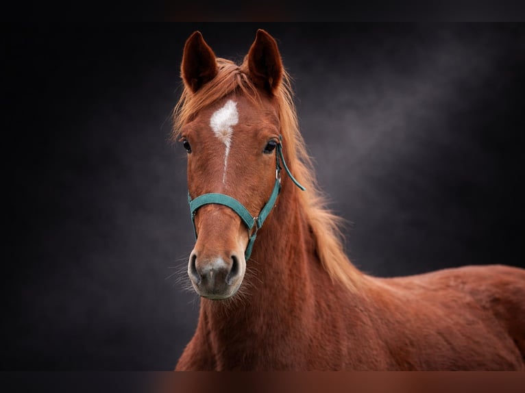 Hannover Giumenta 3 Anni 165 cm Sauro in Apelern