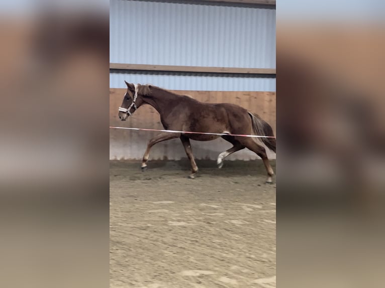 Hannover Giumenta 3 Anni 165 cm Sauro in Apelern