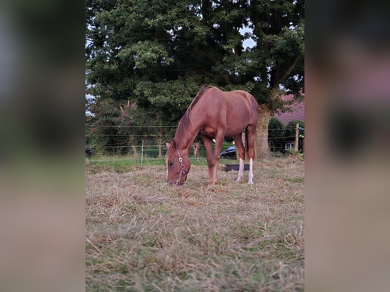 Hannover Giumenta 3 Anni 165 cm Sauro in Moormerland