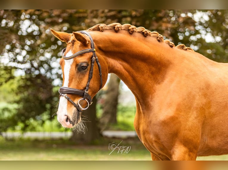 Hannover Giumenta 3 Anni 165 cm Sauro in Stuhr