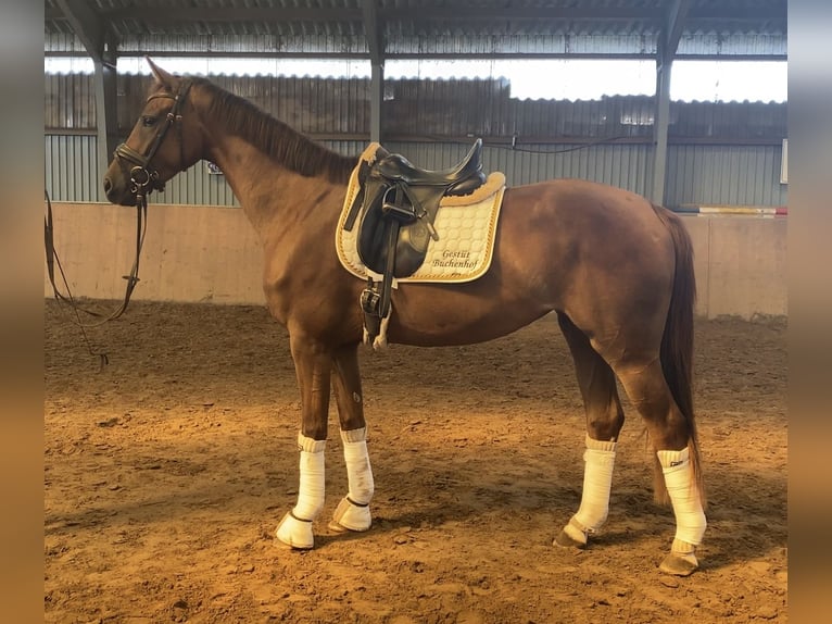 Hannover Giumenta 3 Anni 165 cm Sauro scuro in Achim