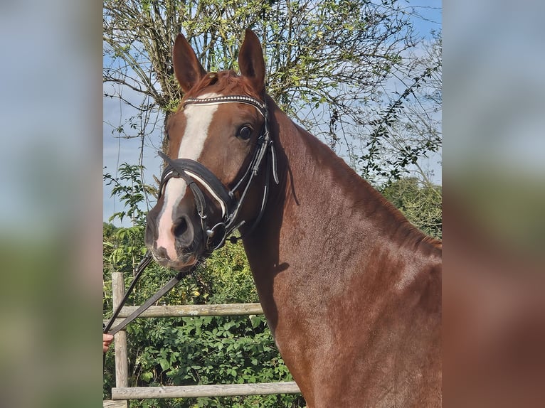Hannover Giumenta 3 Anni 165 cm Sauro scuro in Wachtendonk