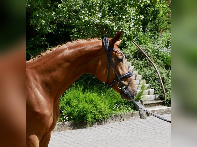 Hannover Giumenta 3 Anni 165 cm Sauro scuro in Niederkirchen