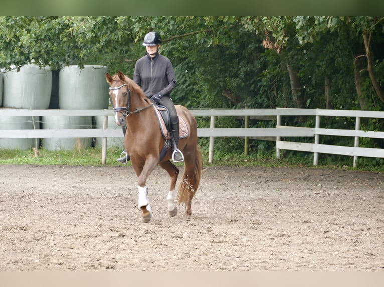 Hannover Giumenta 3 Anni 165 cm Sauro scuro in Rhede