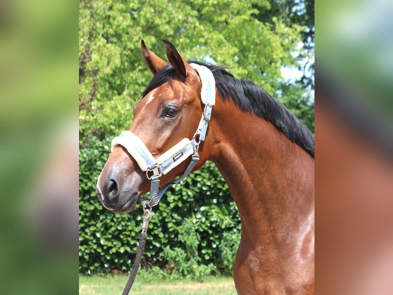 Hannover Giumenta 3 Anni 166 cm Baio in Selsingen