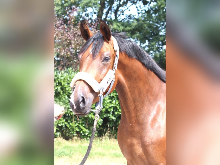 Hannover Giumenta 3 Anni 166 cm Baio in Selsingen
