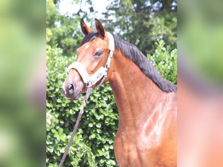 Hannover Giumenta 3 Anni 166 cm Baio in Selsingen