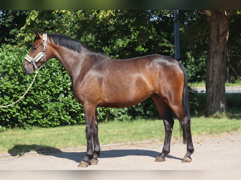 Hannover Giumenta 3 Anni 166 cm Baio in Selsingen