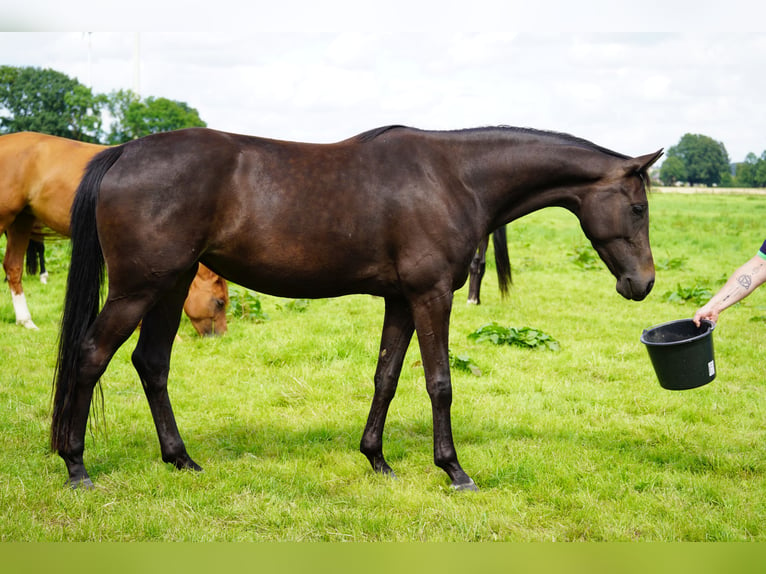 Hannover Giumenta 3 Anni 166 cm Baio scuro in Coesfeld