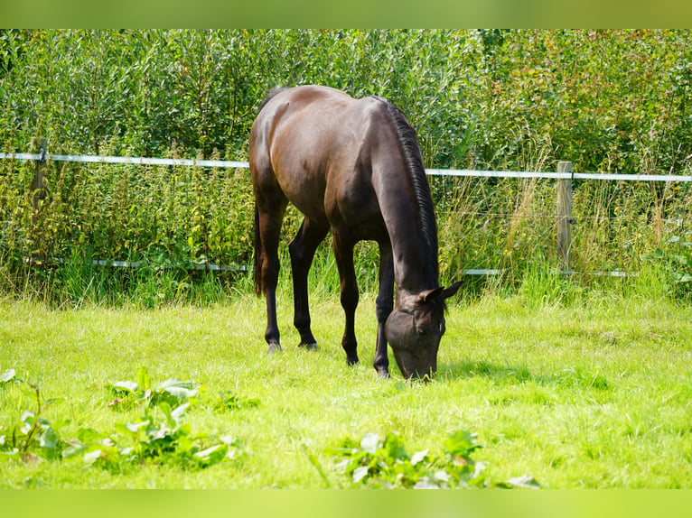 Hannover Giumenta 3 Anni 166 cm Baio scuro in Coesfeld