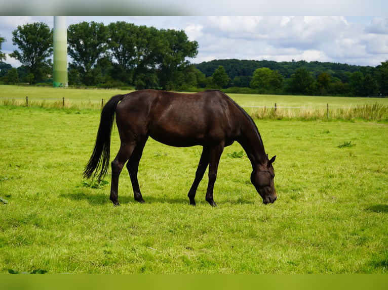 Hannover Giumenta 3 Anni 166 cm Baio scuro in Coesfeld