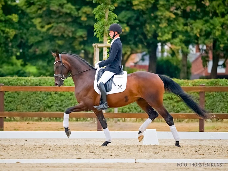 Hannover Giumenta 3 Anni 166 cm Baio scuro in Verden