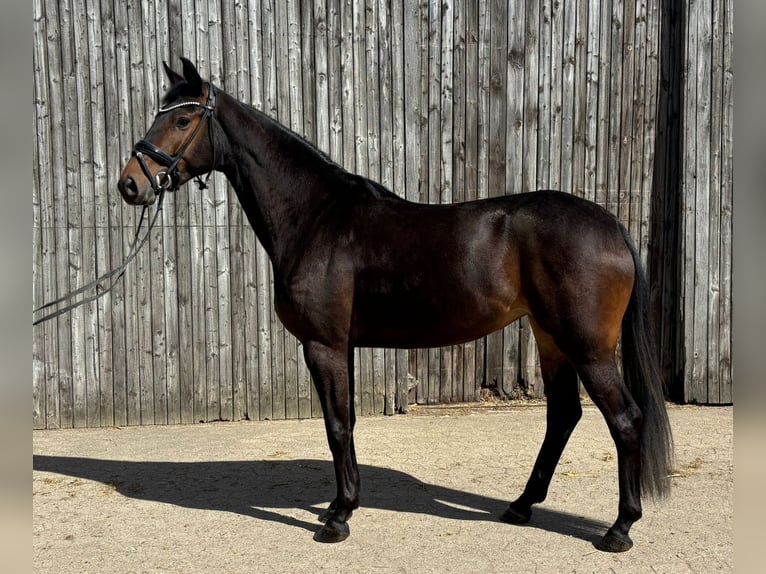 Hannover Giumenta 3 Anni 166 cm Morello in Celle