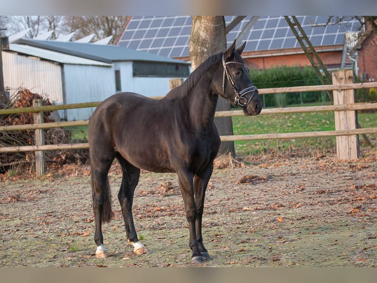 Hannover Giumenta 3 Anni 166 cm Morello in Geestland