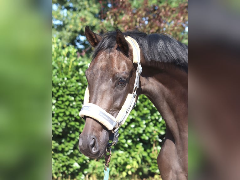 Hannover Giumenta 3 Anni 166 cm Morello in Selsingen