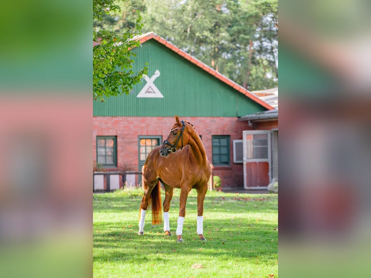 Hannover Giumenta 3 Anni 166 cm Sauro in Wentorf bei Hamburg