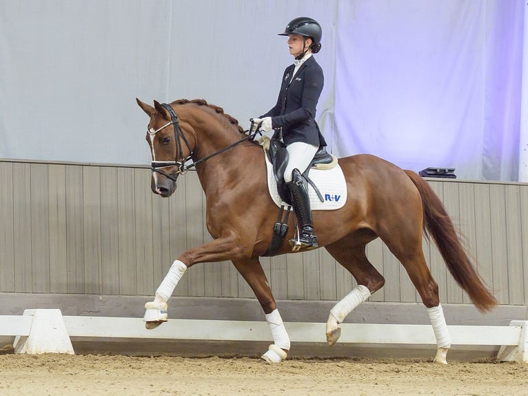 Hannover Giumenta 3 Anni 166 cm Sauro in Mnster-Handorf