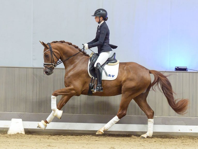 Hannover Giumenta 3 Anni 166 cm Sauro in Mnster-Handorf