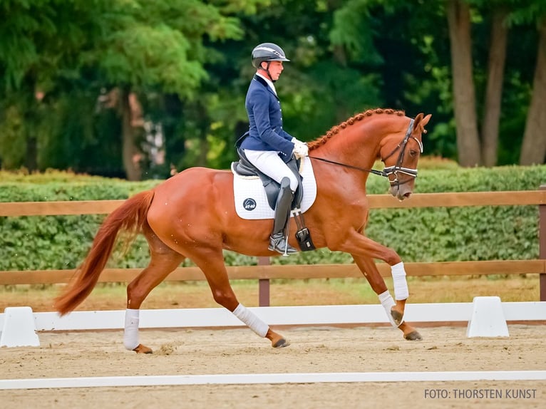 Hannover Giumenta 3 Anni 166 cm Sauro in Verden