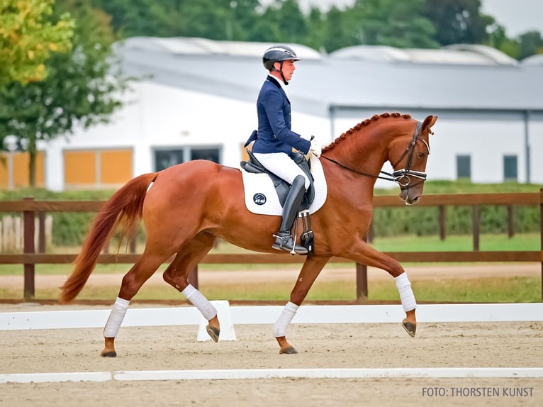 Hannover Giumenta 3 Anni 166 cm Sauro in Verden