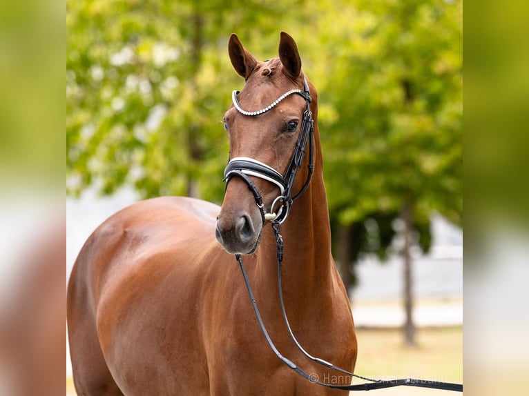 Hannover Giumenta 3 Anni 166 cm Sauro in Verden