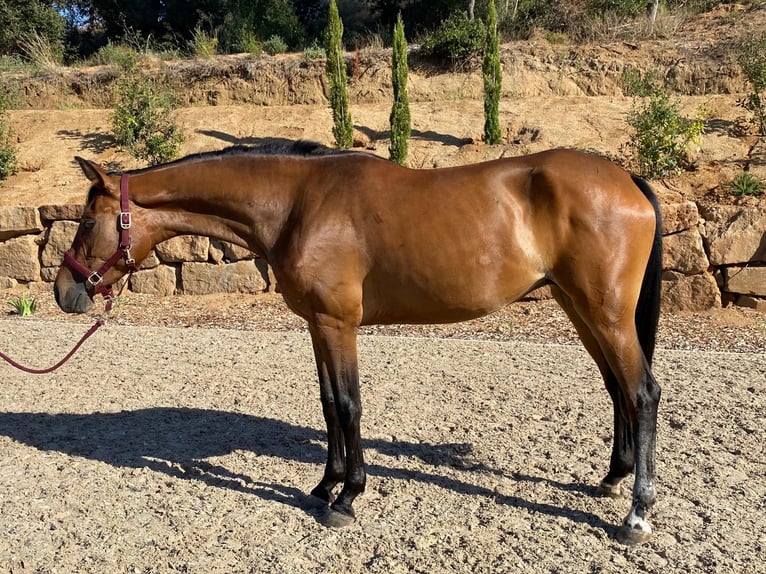Hannover Giumenta 3 Anni 167 cm Baio in Argentona