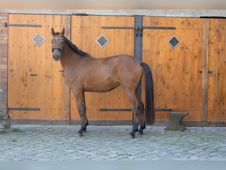 Hannover Giumenta 3 Anni 167 cm Baio in Leezen