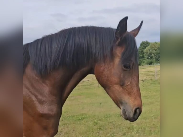 Hannover Giumenta 3 Anni 167 cm Baio in Oebisfelde