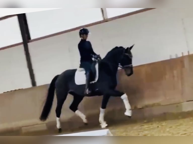 Hannover Giumenta 3 Anni 167 cm Baio nero in Bielefeld