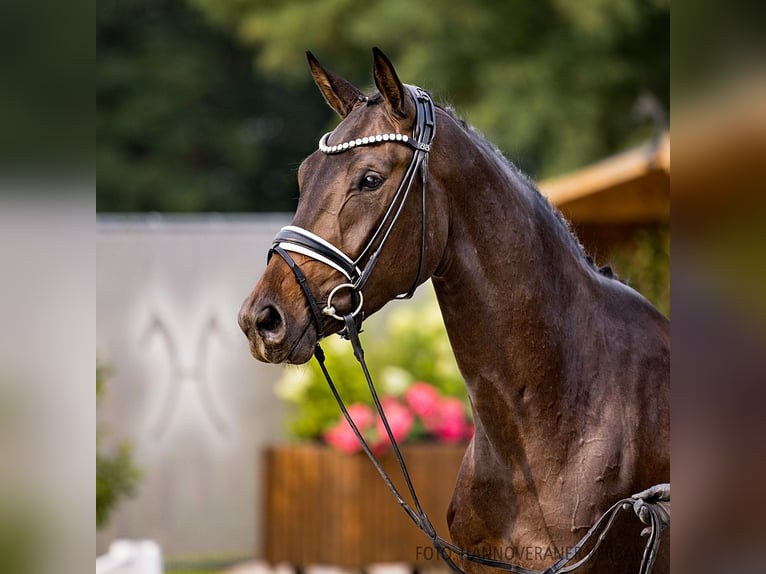 Hannover Giumenta 3 Anni 167 cm Baio nero in Verden