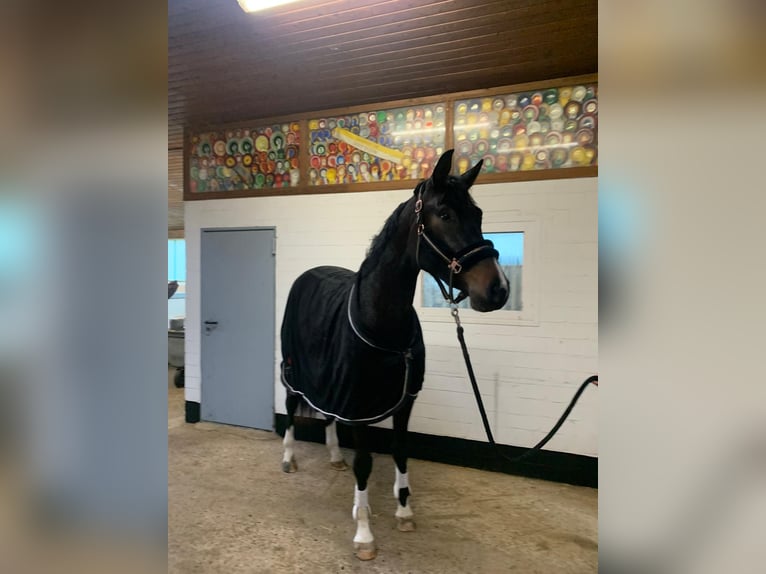 Hannover Giumenta 3 Anni 167 cm Baio nero in Rehburg-Loccum Münchehagen