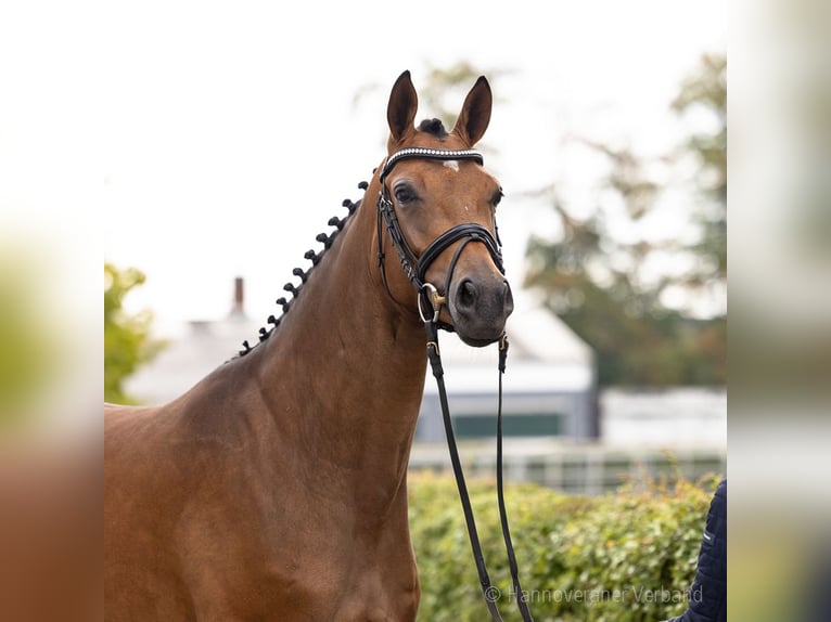 Hannover Giumenta 3 Anni 167 cm Baio scuro in Verden