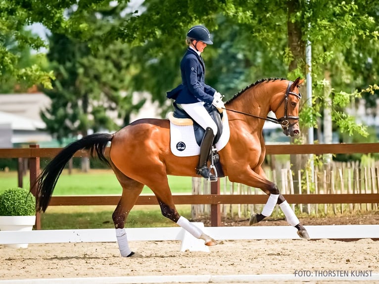 Hannover Giumenta 3 Anni 167 cm Baio scuro in Verden
