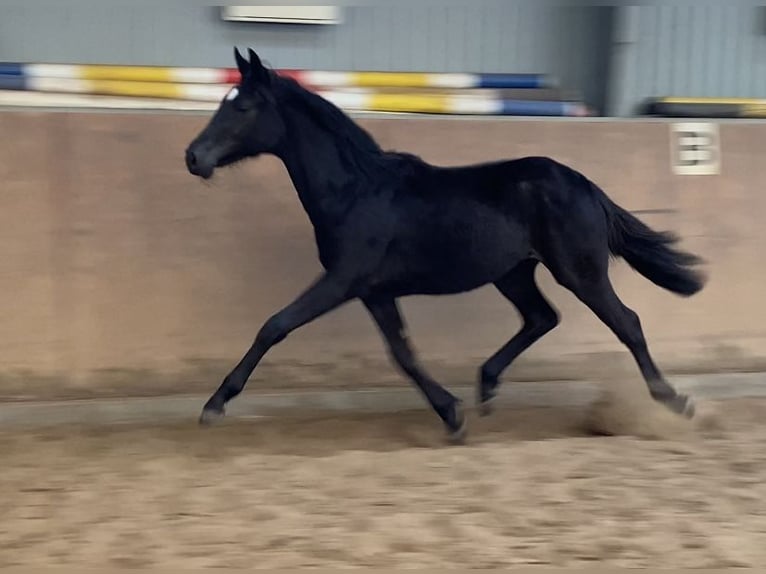 Hannover Giumenta 3 Anni 167 cm Morello in Achim