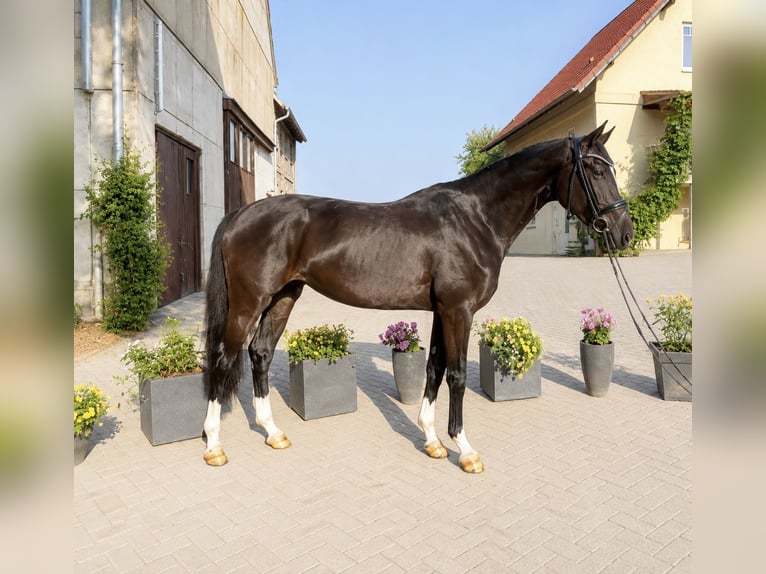 Hannover Giumenta 3 Anni 167 cm Morello in Hasbergen