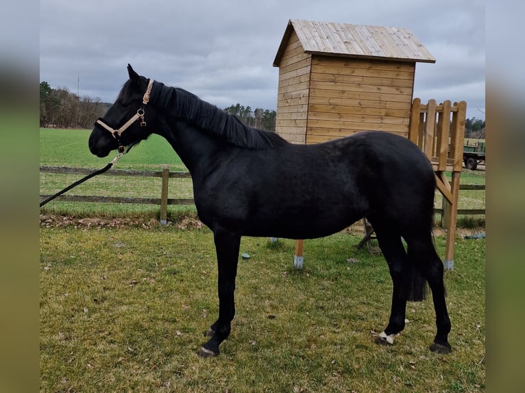 Hannover Giumenta 3 Anni 167 cm Morello in Zernien