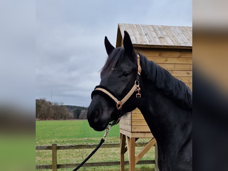 Hannover Giumenta 3 Anni 167 cm Morello in Zernien