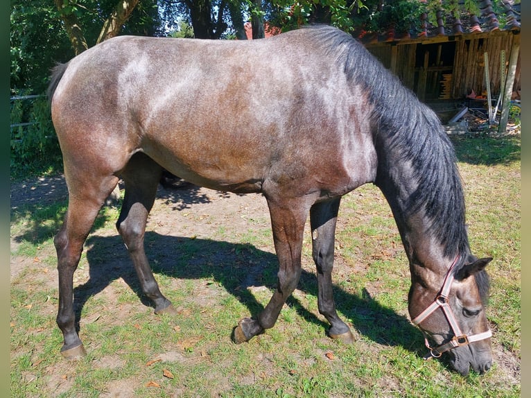 Hannover Giumenta 3 Anni 167 cm Può diventare grigio in Geestland