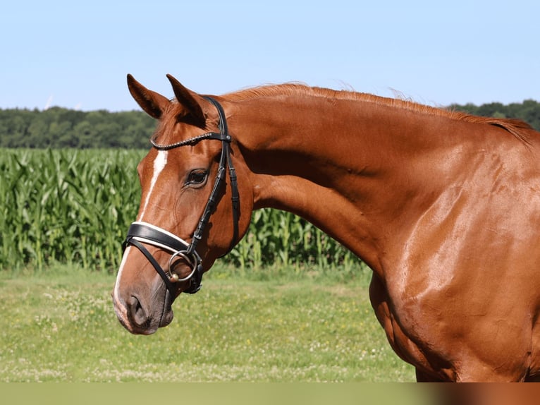 Hannover Giumenta 3 Anni 167 cm Sauro in Haftenkamp