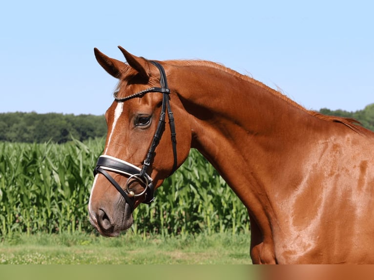 Hannover Giumenta 3 Anni 167 cm Sauro in Haftenkamp