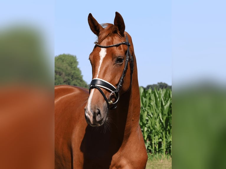 Hannover Giumenta 3 Anni 167 cm Sauro in Haftenkamp