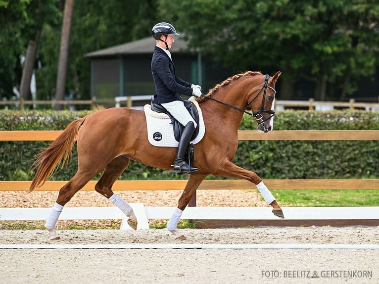 Hannover Giumenta 3 Anni 167 cm Sauro in Verden