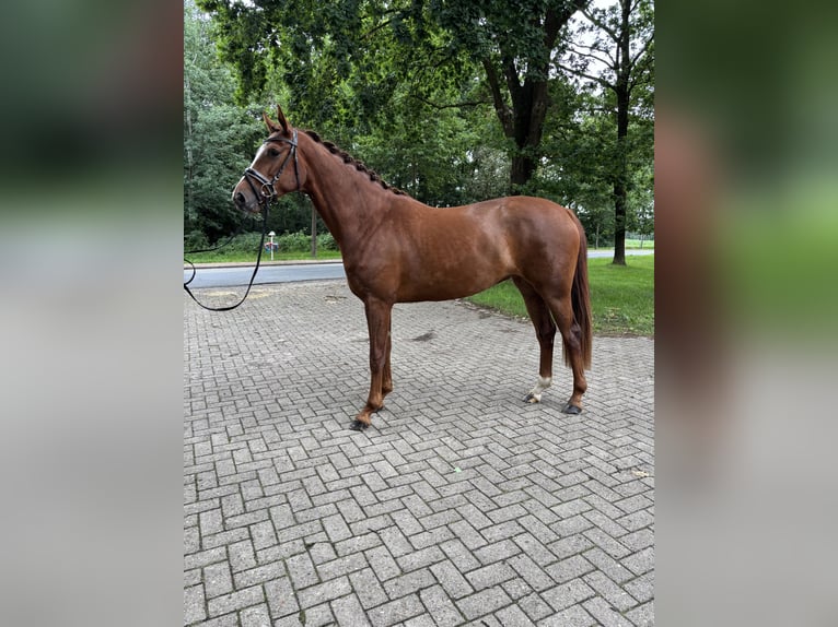 Hannover Giumenta 3 Anni 167 cm Sauro in Geestland