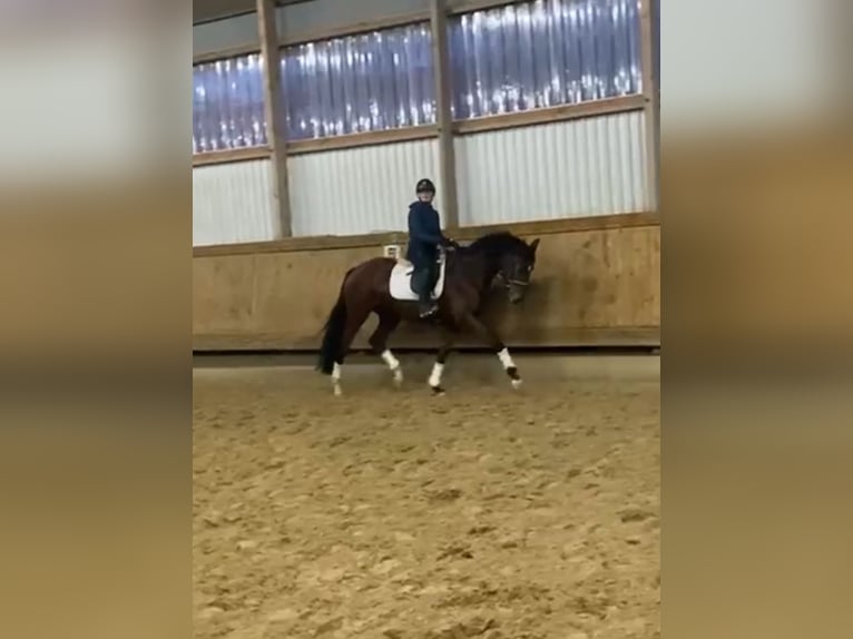 Hannover Giumenta 3 Anni 168 cm Baio in Rosdorf