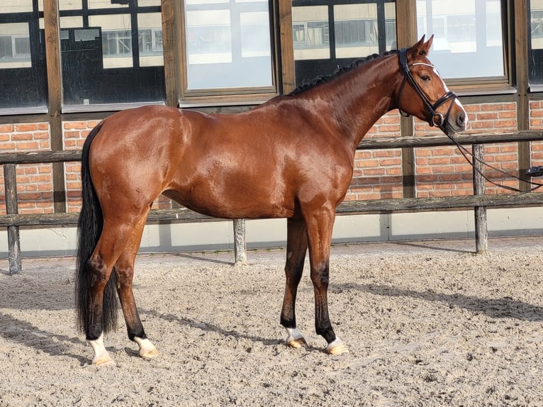 Hannover Giumenta 3 Anni 168 cm Baio in Heidesheim am Rhein