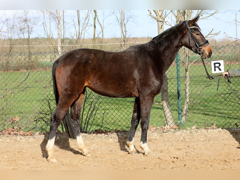 Hannover Giumenta 3 Anni 168 cm Baio in Kutenholz