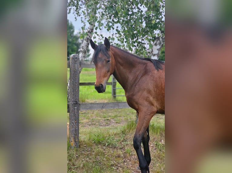 Hannover Giumenta 3 Anni 168 cm Baio in Oebisfelde